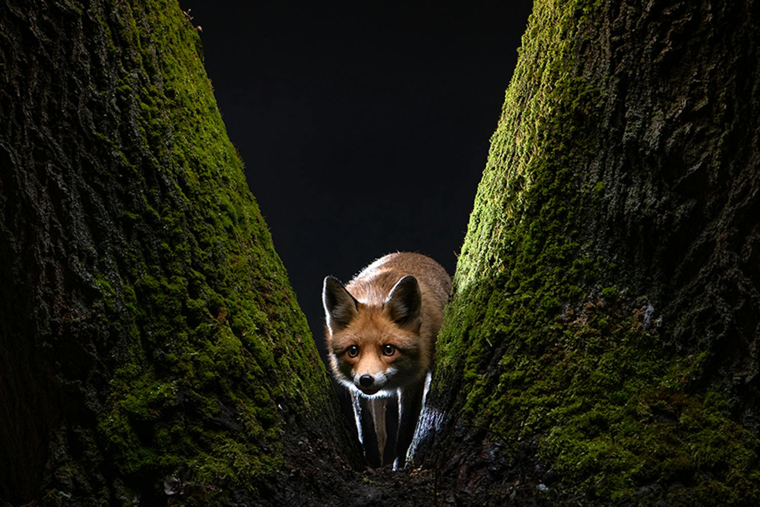 7819 28765 milanradisics hungary professional wildlifenature 2022 Räven Roxy.